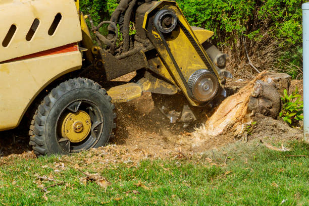 Best Tree Removal Contractors  in St James, NC